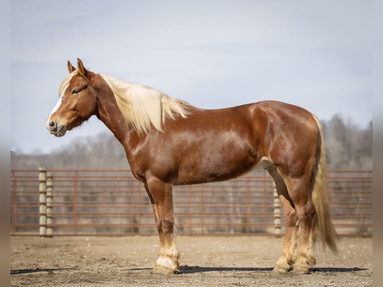 American Quarter Horse Mix Castrone 6 Anni 170 cm Sauro ciliegia in Auburn, KY