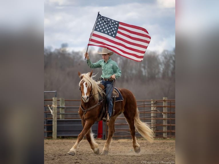 American Quarter Horse Mix Castrone 6 Anni 170 cm Sauro ciliegia in Auburn, KY