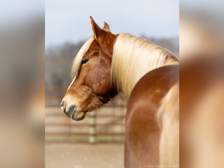 American Quarter Horse Mix Castrone 6 Anni 170 cm Sauro ciliegia in Auburn, KY