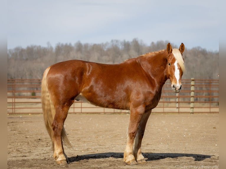 American Quarter Horse Mix Castrone 6 Anni 170 cm Sauro ciliegia in Auburn, KY