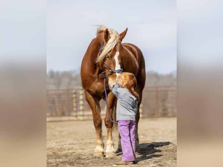 American Quarter Horse Mix Castrone 6 Anni 170 cm Sauro ciliegia in Auburn, KY