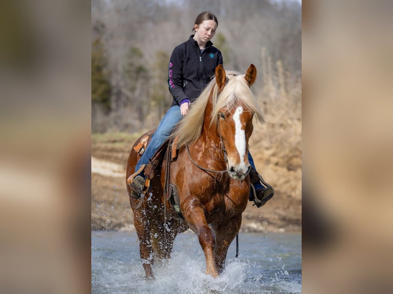 American Quarter Horse Mix Castrone 6 Anni 170 cm Sauro ciliegia in Auburn, KY