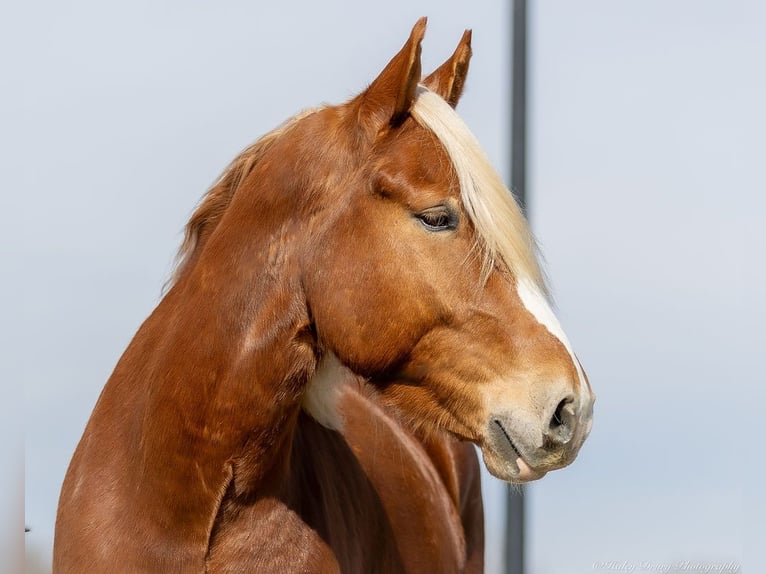 American Quarter Horse Mix Castrone 6 Anni 170 cm Sauro ciliegia in Auburn, KY