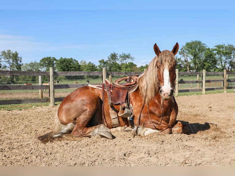American Quarter Horse Castrone 6 Anni 170 cm Sauro scuro in Howell, MI