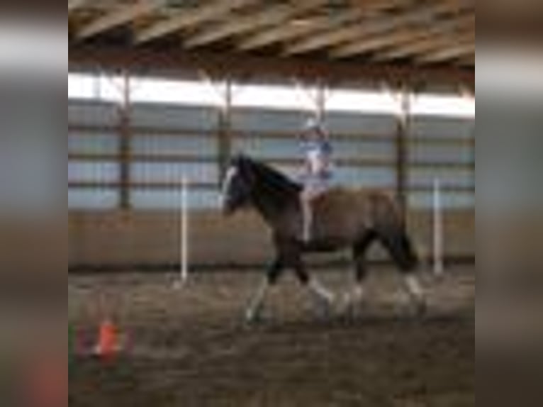 American Quarter Horse Castrone 6 Anni 173 cm Baio ciliegia in Howell