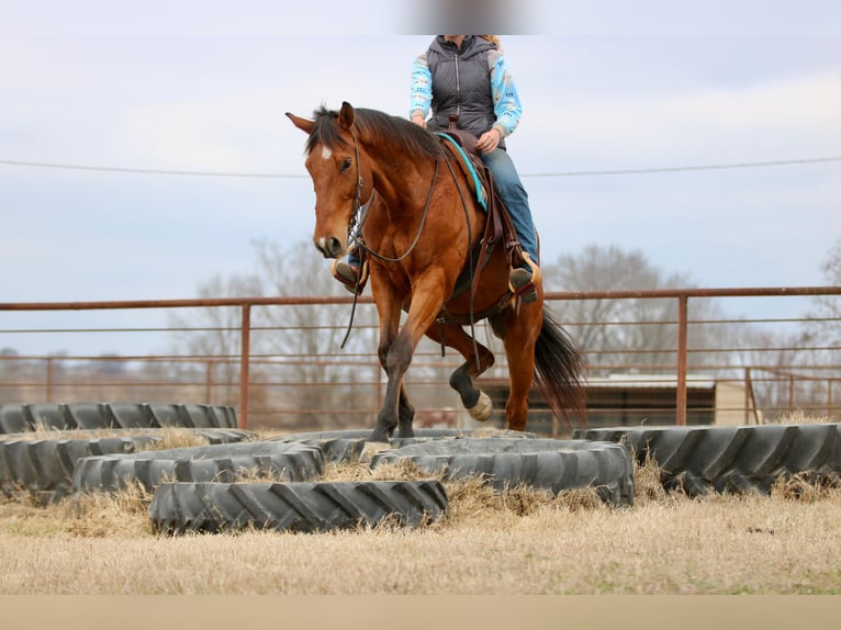 American Quarter Horse Mix Castrone 6 Anni 173 cm Baio ciliegia in Athens