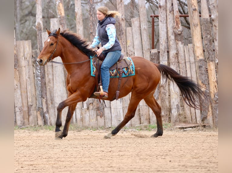 American Quarter Horse Mix Castrone 6 Anni 173 cm Baio ciliegia in Athens