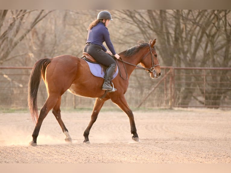 American Quarter Horse Mix Castrone 6 Anni 173 cm Baio ciliegia in Athens