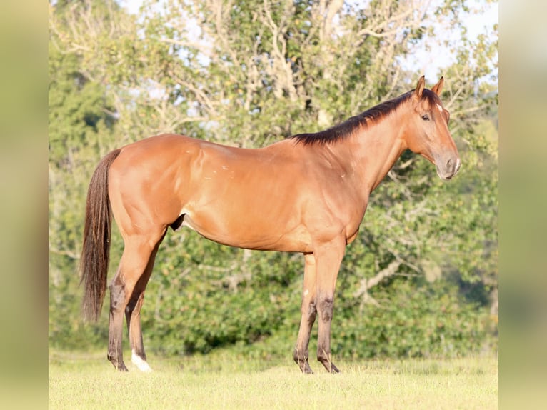 American Quarter Horse Mix Castrone 6 Anni 173 cm Baio ciliegia in Athens