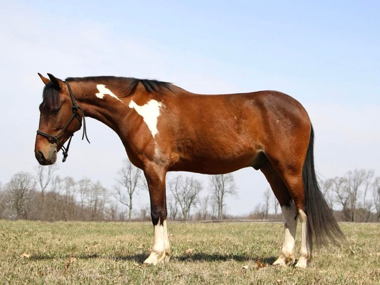 American Quarter Horse Castrone 6 Anni Baio ciliegia in HIghland MI