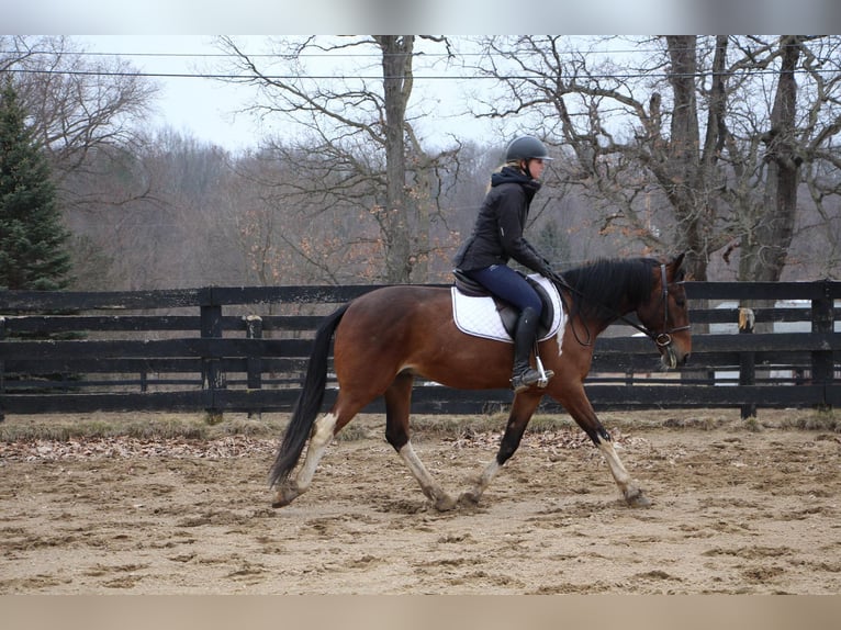 American Quarter Horse Castrone 6 Anni Baio ciliegia in HIghland MI