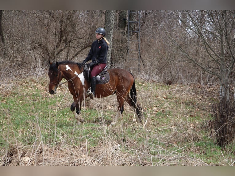 American Quarter Horse Castrone 6 Anni Baio ciliegia in HIghland MI