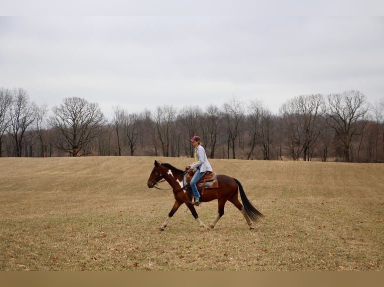 American Quarter Horse Castrone 6 Anni Baio ciliegia in HIghland MI