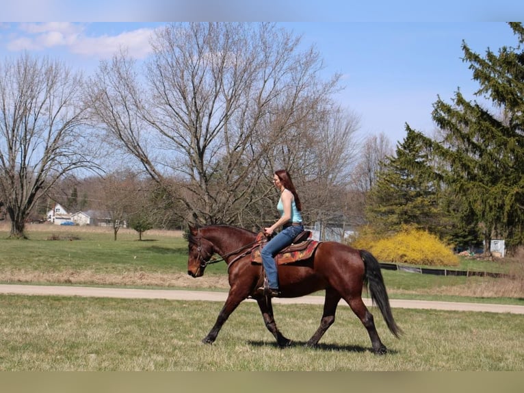 American Quarter Horse Castrone 6 Anni Baio ciliegia in Howell, MI