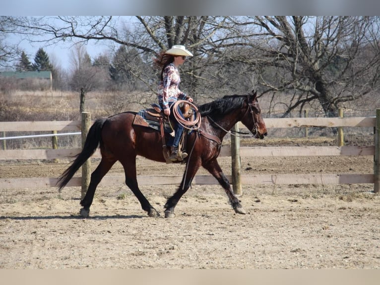 American Quarter Horse Castrone 6 Anni Baio ciliegia in Howell, MI