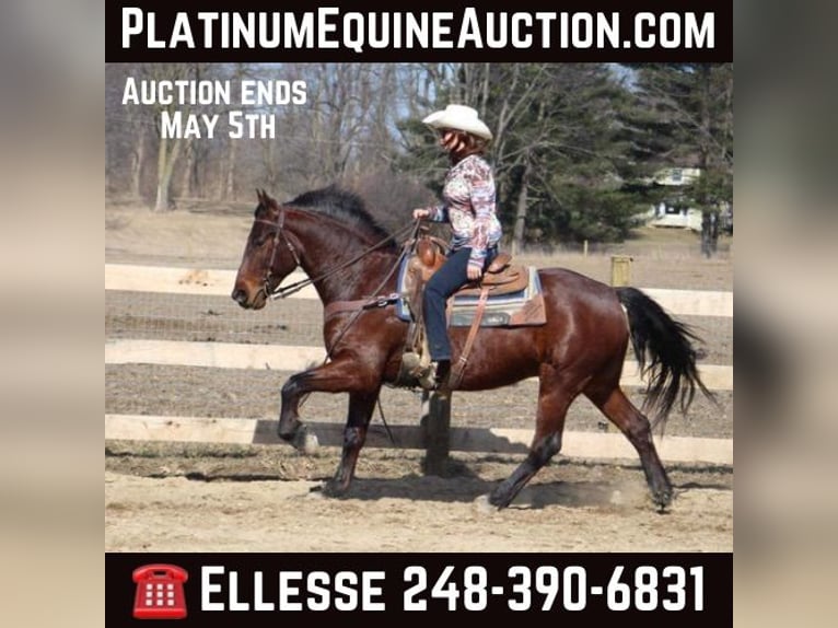 American Quarter Horse Castrone 6 Anni Baio ciliegia in Howell, MI