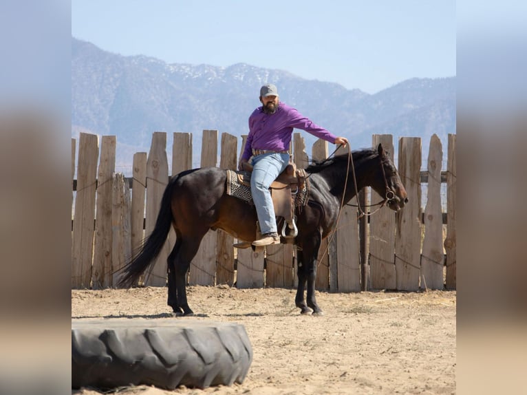 American Quarter Horse Castrone 6 Anni Baio ciliegia in Llano CA