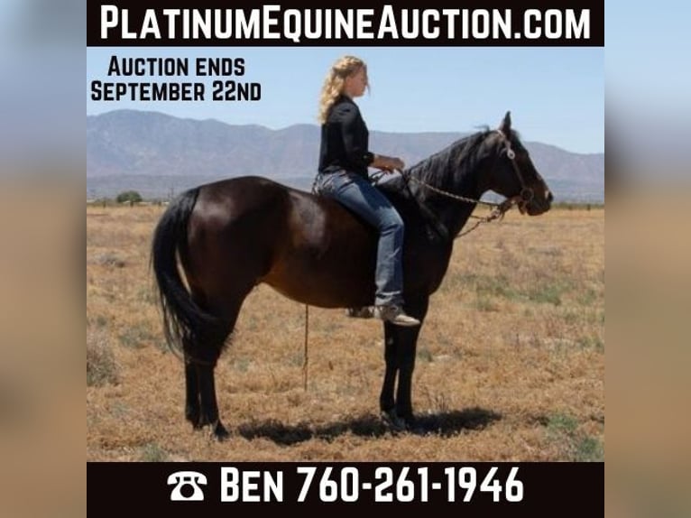 American Quarter Horse Castrone 6 Anni Baio ciliegia in Llano CA