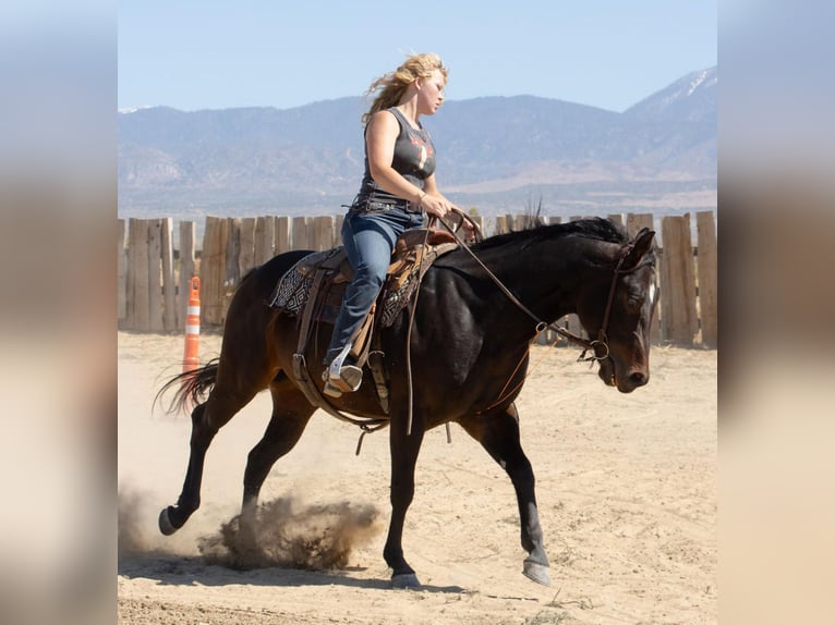 American Quarter Horse Castrone 6 Anni Baio ciliegia in Llano CA