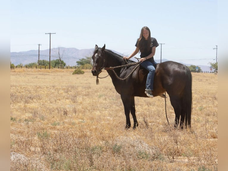 American Quarter Horse Castrone 6 Anni Baio ciliegia in Llano CA