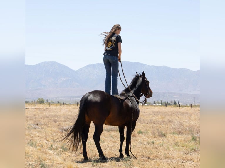 American Quarter Horse Castrone 6 Anni Baio ciliegia in Llano CA