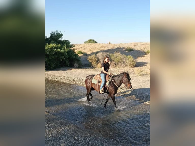 American Quarter Horse Castrone 6 Anni Baio ciliegia in Llano CA