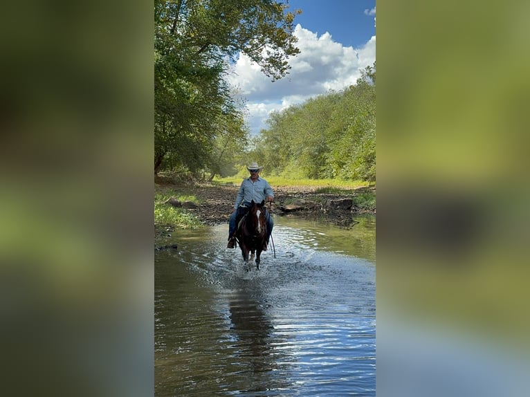 American Quarter Horse Castrone 6 Anni Baio ciliegia in Princeton, MO