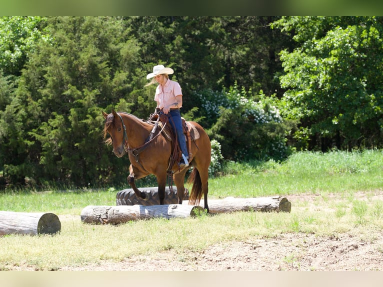 American Quarter Horse Castrone 6 Anni Baio ciliegia in Warsaw NY