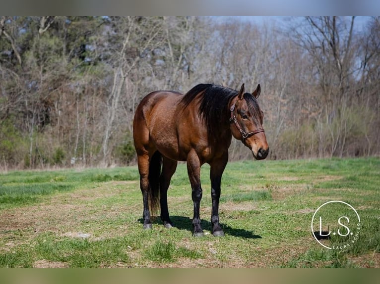 American Quarter Horse Castrone 6 Anni Baio ciliegia in Syracuse