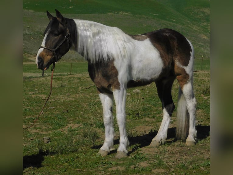 American Quarter Horse Castrone 6 Anni Baio ciliegia in Paicines CA