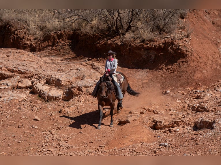 American Quarter Horse Castrone 6 Anni Baio ciliegia in Amarillo, TX