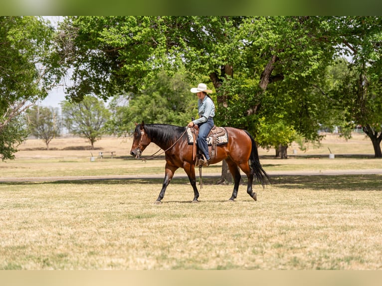 American Quarter Horse Castrone 6 Anni Baio ciliegia in Amarillo, TX