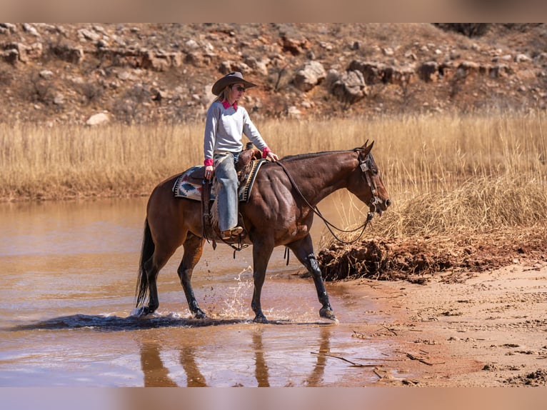 American Quarter Horse Castrone 6 Anni Baio ciliegia in Amarillo, TX