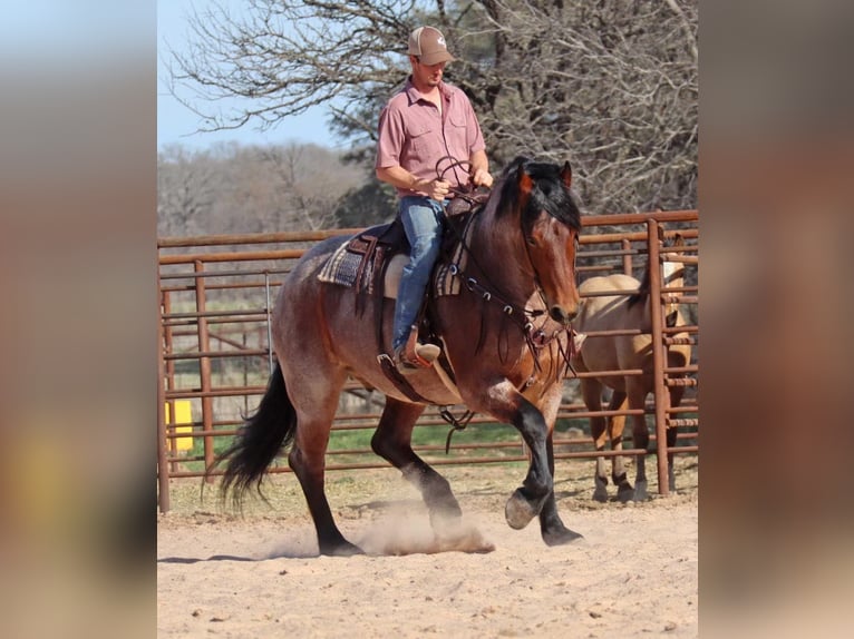 American Quarter Horse Castrone 6 Anni Baio roano in Graham TX