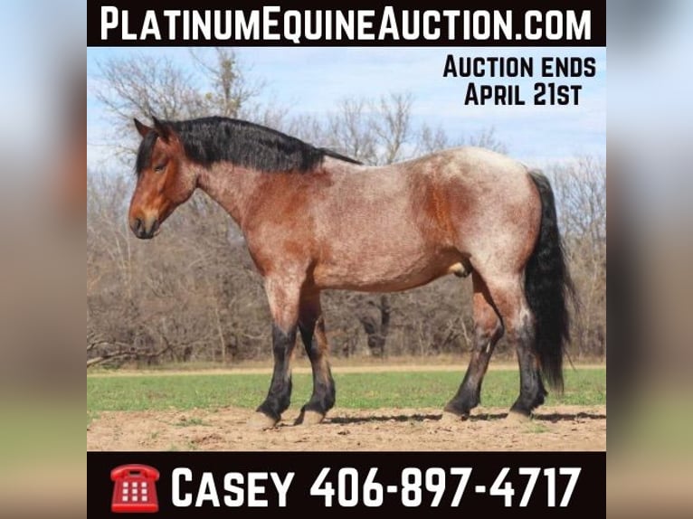 American Quarter Horse Castrone 6 Anni Baio roano in Graham TX