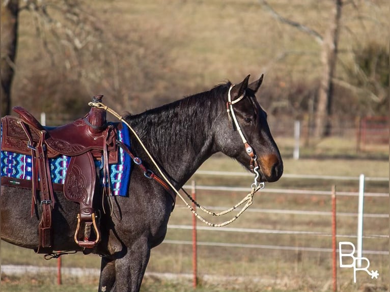 American Quarter Horse Castrone 6 Anni Baio roano in Mountain Grove MO