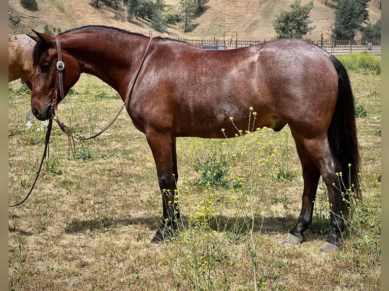 American Quarter Horse Castrone 6 Anni Baio roano in Paso Robles, CA