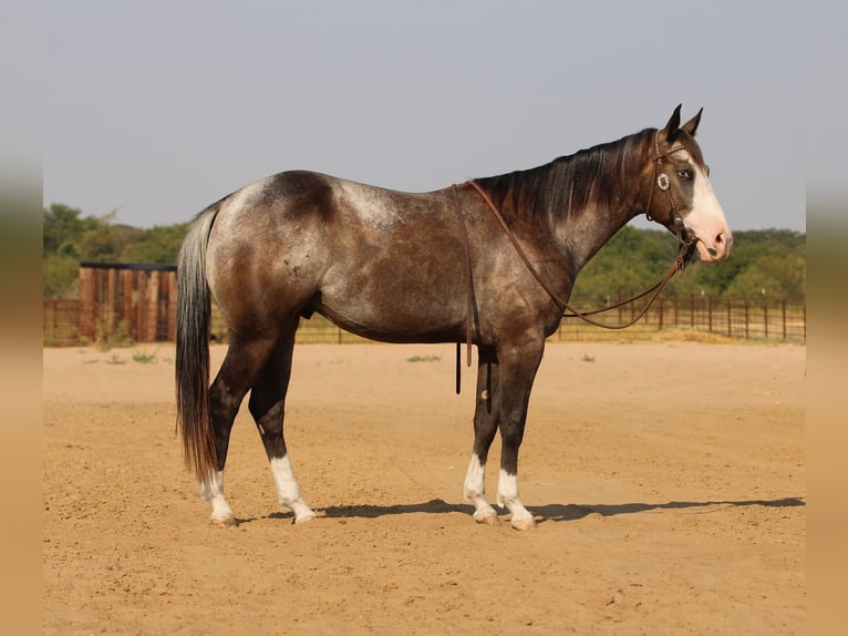 American Quarter Horse Castrone 6 Anni Baio roano in Stephenville TX