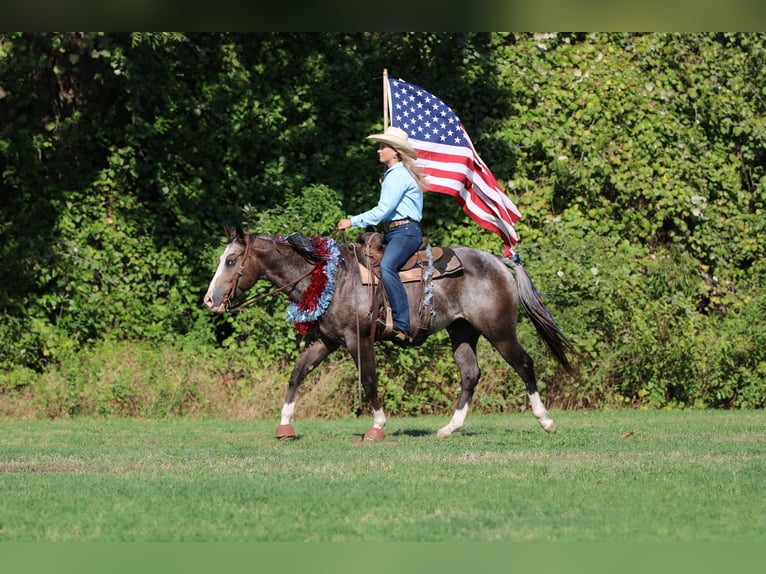 American Quarter Horse Castrone 6 Anni Baio roano in Stephenville TX