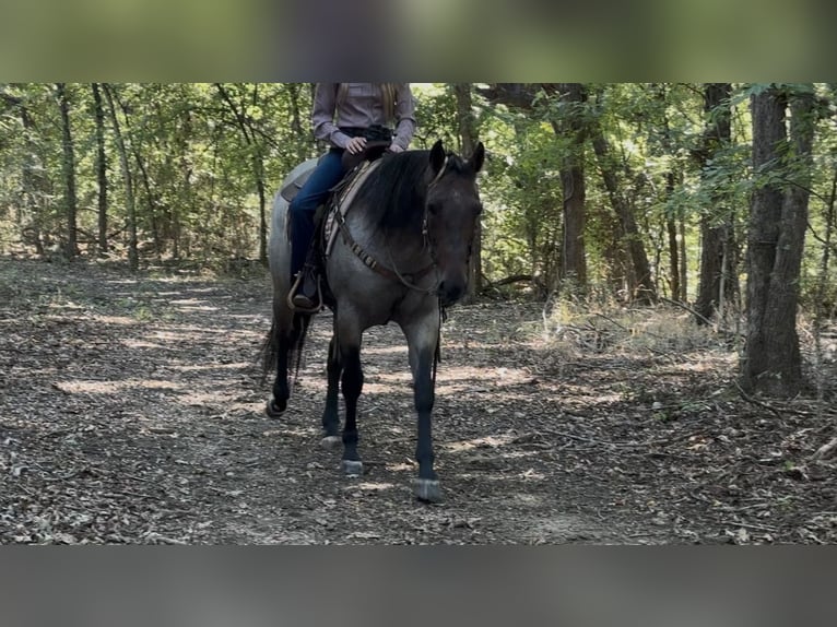 American Quarter Horse Castrone 6 Anni Baio roano in Ponder