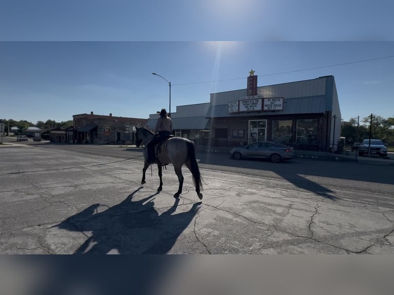 American Quarter Horse Castrone 6 Anni Baio roano in Ponder