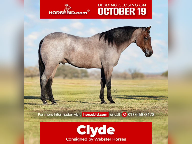 American Quarter Horse Castrone 6 Anni Baio roano in Ponder