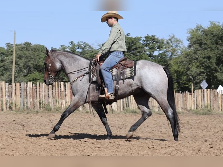 American Quarter Horse Castrone 6 Anni Baio roano in Ponder