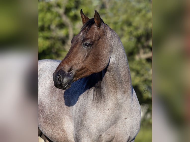 American Quarter Horse Castrone 6 Anni Baio roano in Ponder