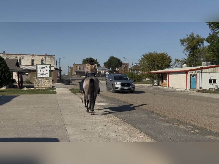 American Quarter Horse Castrone 6 Anni Baio roano in Ponder