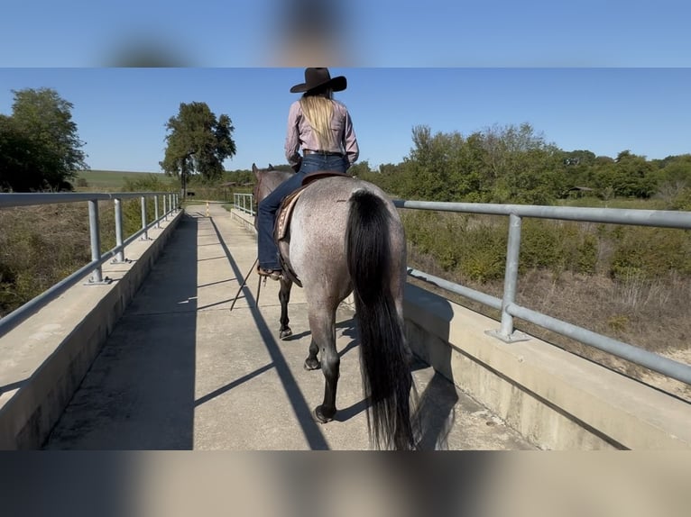 American Quarter Horse Castrone 6 Anni Baio roano in Ponder
