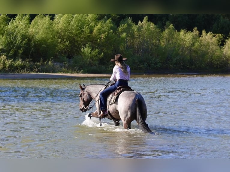 American Quarter Horse Castrone 6 Anni Baio roano in Ponder