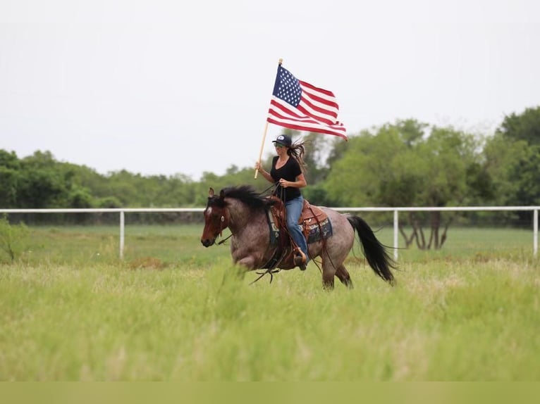 American Quarter Horse Castrone 6 Anni Baio roano in Joshua, TX