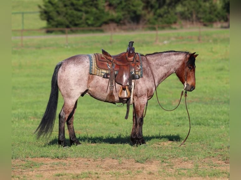 American Quarter Horse Castrone 6 Anni Baio roano in Joshua, TX