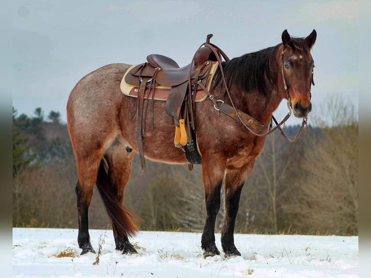 American Quarter Horse Castrone 6 Anni Baio roano in Shippenville, PA